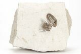 Kettneraspis Trilobite With Ventral Phacopid - Black Cat Mountain #209153-8